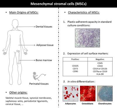 Cross-Talk Between Mesenchymal Stromal Cells (MSCs) and Endothelial Progenitor Cells (EPCs) in Bone Regeneration